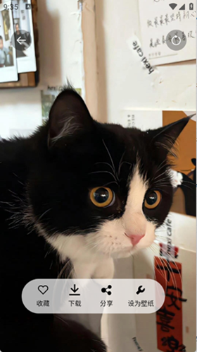 随心手机壁纸app最新版图2